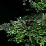 Image result for Polyphlebium