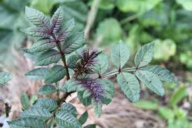 Image result for Zanthoxylum