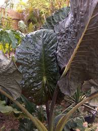 Alocasia Indoor Bonsai Tree Bulb Flowers Foliage Plants
