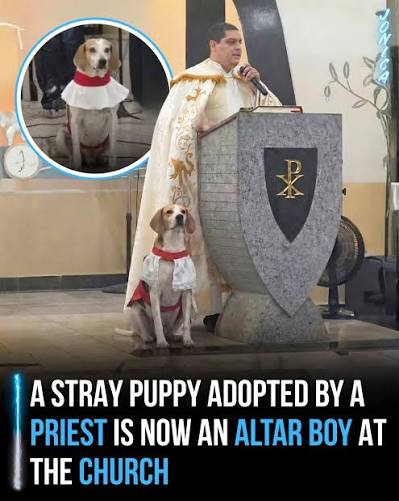 A stray dog named Johnny wandered into the Chapel of Santa Ana and San  Joaquín in Barretos, Brazil, searching for food and shelter. Father Luiz  Paulo Soares welcomed him, and Johnny soon