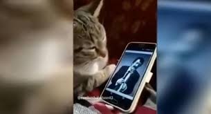 Muslum Gurses Dinleyen Efkarli Kedi Topragizbiz Blog