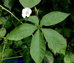 Image result for Merremia