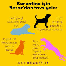 Karantinada Bizim Evin En Mutlusu Sezar Nasil Olmasin Butun Gun Tencere Tencere Yemek Her Odada Insanciklar Gunde 5 Kere Yuru 2020 Kitap Onerileri Instagram Kitap