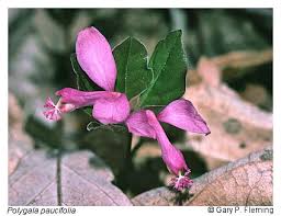 Image result for Polygala francisci