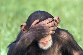 Photographic Print Chimpanzee Covering Eyes With Hand By Dlillc 24x16in Funny Wild Animals Chimpanzee Monkeys Funny