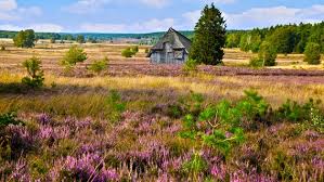 The lüneburg heath is a region in lower saxony, germany. Luneburger Heide Der Bluhende Naturpark Ndr De Ratgeber Reise Luneburger Heide