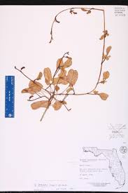 Image result for Ipomoea stolonifera