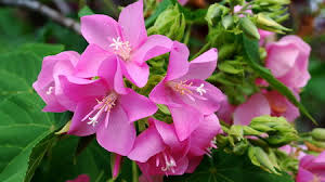 Image result for Dombeya burgessiae