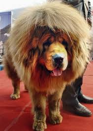Cool Fact Tibetan Mastiffs Have Great Hair And They Clean Up Well With A Shampoo And Blow Dry Tibetan Mastiff Dog World S Most Expensive Dog Tibetan Mastiff
