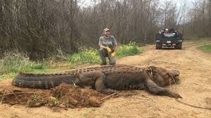 5 bunawan ecopark and research center plans. Massive Alligator Weighing About 700 Pounds Found In Georgia