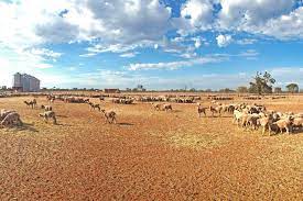 Walgett is the gateway to the opal fields of lightning ridge, glengarry and grawin, and is situated at the junction of the namoi and barwon rivers, an excellent fishing retreat. Sheep At A Station North West Of Walgett Abc News Australian Broadcasting Corporation