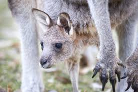 What do pet kangaroos eat? What Do Kangaroos Eat Find Out About Their Diet And Much More