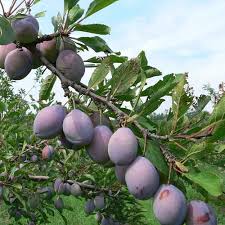 Check spelling or type a new query. Top 10 Farms In Southwest Michigan