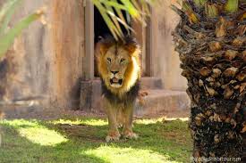 Zoo, place where wild animals and domesticated animals are exhibited in captivity. Emirates Park Zoo Abu Dhabi Abu Dhabi Desert Safari Desert Safari Abu Dhabi Abu Dhabi Dhow Cruise Dubai Tourist Spots Visit Dubai Park Resorts