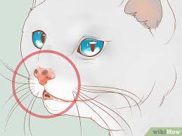 Squamous cell carcinoma is a type of cancer found in various locations in cats, usually older. How To Recognize Skin Cancer In Cats 15 Steps With Pictures