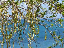 Image result for Maerua angolensis