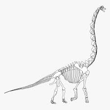 Brachiosaurus Skeleton Drawing Transparent Png Png Download Kindpng Please pause the how to draw a brachiosaurus video after each step to draw at your own pace. brachiosaurus skeleton drawing