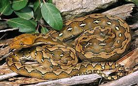 Snake Types Reticulated Python Snake Reptiles