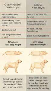 How much to feed a 70 lb dog. How Much Should My Dog Eat Travis County Kennel Club