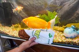 Well, how big can a goldfish get? Violent Monster Goldfish Has Outgrown Tanks Four Times And Splashes Water Out If He Doesn T Get Fed Mirror Online