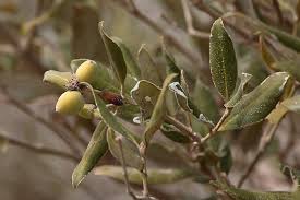 Image result for Avicenniaceae