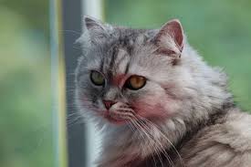 Persian cat for sale in pakistan. How Much Does A Persian Cat Cost With Detailed Analysis