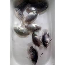 We did not find results for: Ikan Louhan Lohan Kamfa F2 Mata Putih Ukuran 2 Cm Shopee Indonesia