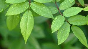 Select background pictures from our library or upload your own. Little Green Leaves Free Website Background Image