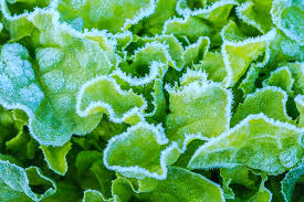 It'll be a frosty weekend in may for much of the us. Ask An Expert Five Ways To Protect Plants From Dipping Temperatures Usu