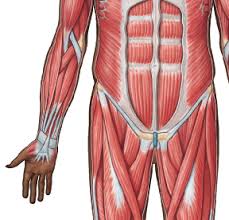 Related posts of muscles labeled front and back. Https Www Pearsonhighered Com Assets Samplechapter 0 1 3 4 013439495x Pdf