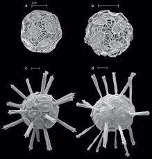 Ocean Warming And Acidification Effects On Calcareous Phytoplankton Communities