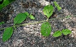 Image result for Pupalia micrantha