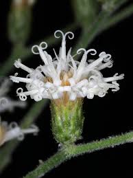 Image result for Vernonanthura polyanthes