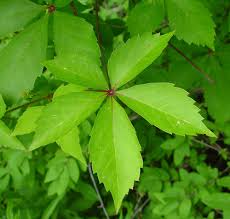 Image result for Parthenocissus