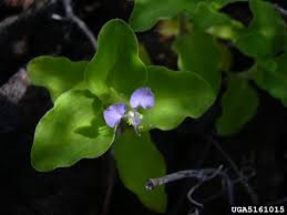 Image result for Commelina benghalensis