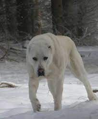 imgur the most awesome images on the internet kangal dog big dog breeds alabai dog