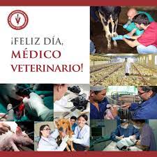 Durante la jornada de hoy, 6 de agosto, se celebra el día del veterinario profesión que, como todas las que comprenden al cuidado de salud, precisa no solo del nivel académico sino que, y principalmente, el respeto a la vida del. Feliz Dia Del Medico Veterinario Colegio Medico Veterinario De Lima