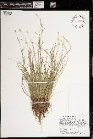 Image result for Carex runssoroensis