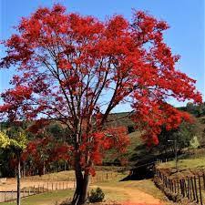 Image result for Erythrina falcata