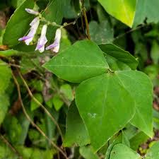 Image result for Amphicarpaea