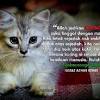 Bagaimana makan kucing menurun sebelum kematiannya? 1