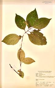 Image result for Mostuea brunonis