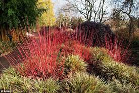 Fiery Winter Warmers Your Garden Can Be Colourful In Winter Too Red Twig Dogwood Red Plants Winter Garden