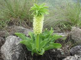 Image result for Eucomis zambesiaca