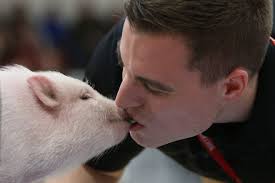 This little piggy got to first base for charity