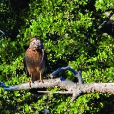 Maybe you would like to learn more about one of these? Pdf Monito Del Monte A Food Item Previously Unknown In The Diet Of The Chimango Caracara In Southern Chile