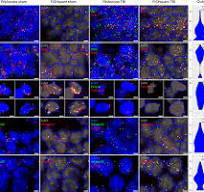 Single cell molecular alterations reveal target cells and ...