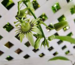 Image result for Passiflora suberosa