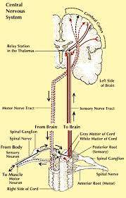 The central nervous system works by taking in the information collected by the peripheral nervous system and redistributing information based on yes, almost… kind of. Brain And Spinal Cord Students Britannica Kids Homework Help