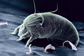 Image result for Dust mite